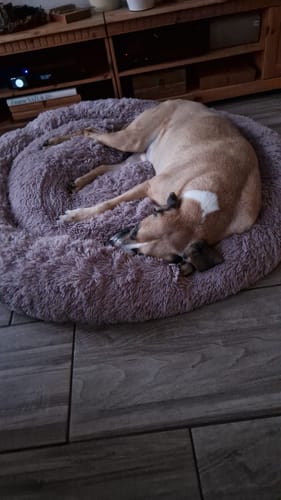 Customer photo review of Puppery Hundebett Wolke 7 - Das Original