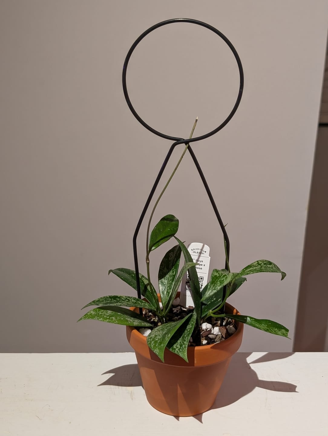 Customer photo review of Hoya pubicalyx x carnosa