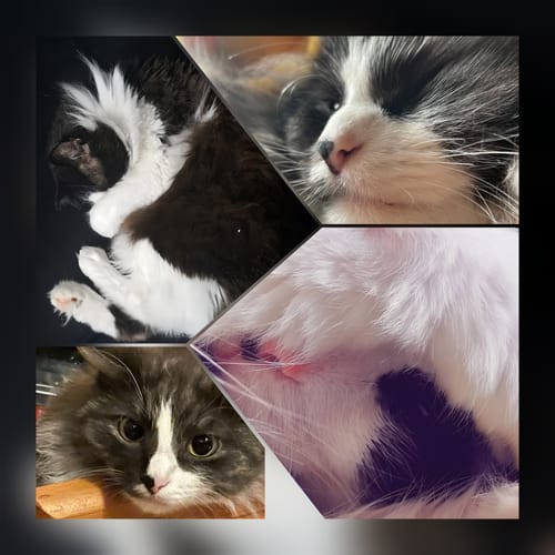 Customer photo review of Naturreines Katzenstreu