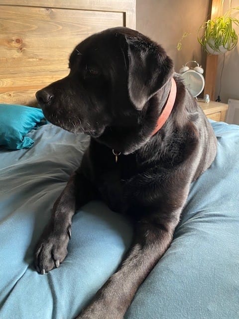 Customer photo review of Dog Collar