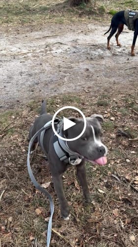 Customer video review of Training Anti Pull TRI-Harness® | M-XL Breeds - Metal Grey