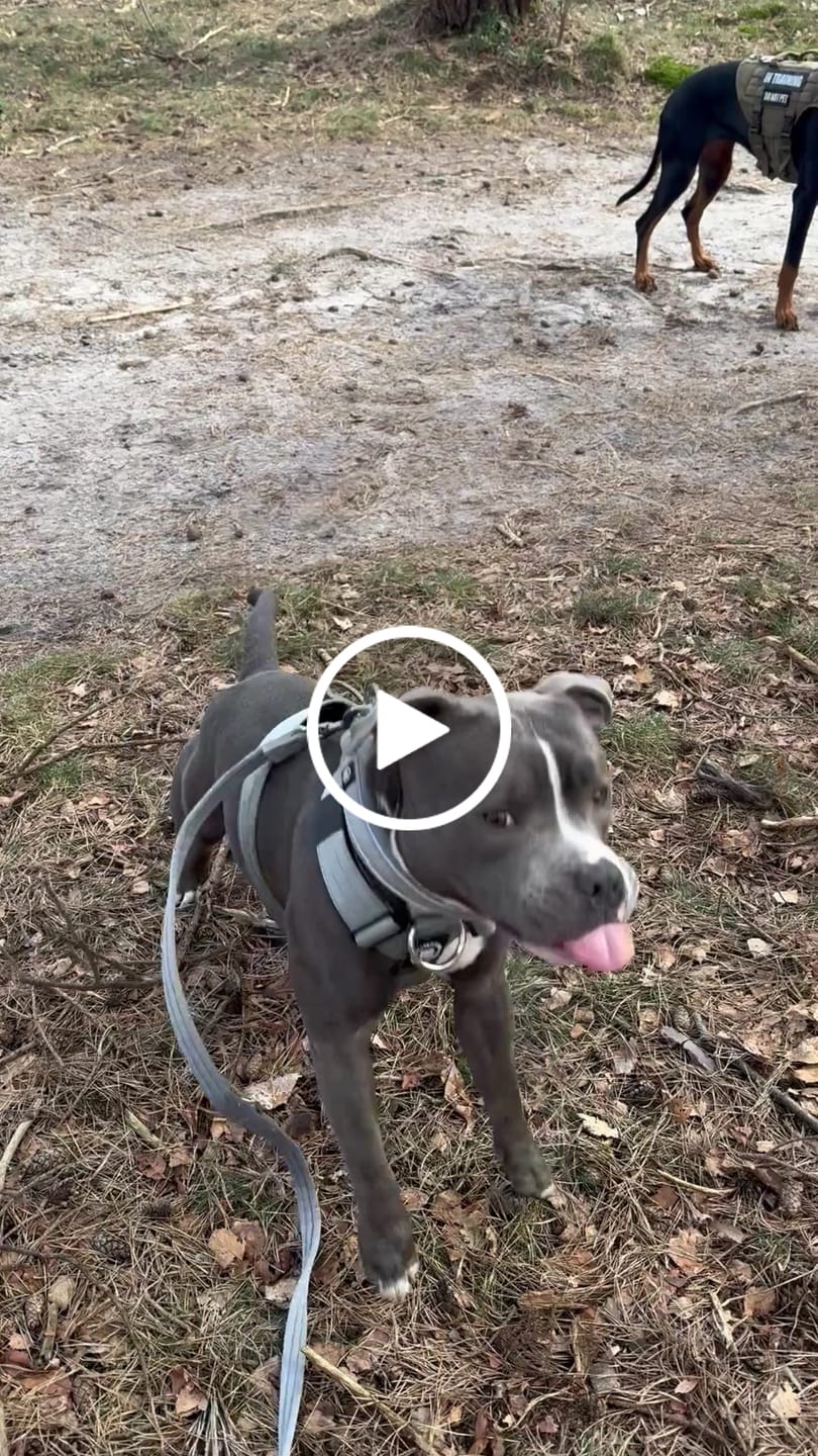 Customer video review of Training Anti Pull TRI-Harness® | M-XL Breeds - Metal Grey