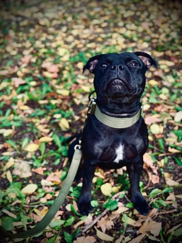 Customer photo review of 4cm LIGHTER Combat® Collar | With Handle Rated Clip - Khaki x Khaki
