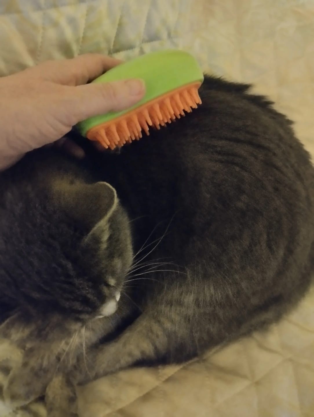 К А. review of VAPORAN - Cepillo vaporizador para mascotas