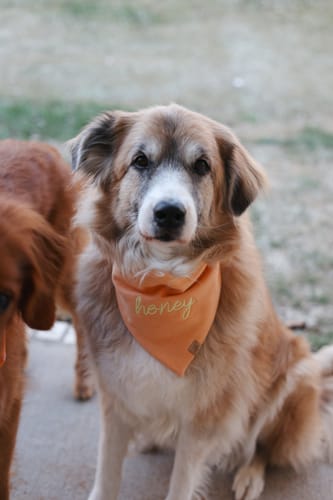 Customer photo review of Custom Saying Embroidered Bandana