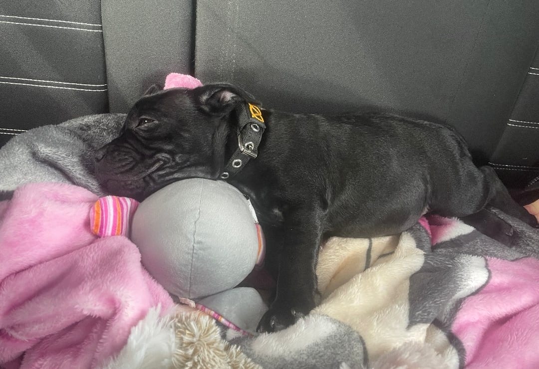 Customer photo review of Staffordshire Bull Terrier 1935® Puppy Collar & Leash Set - Black