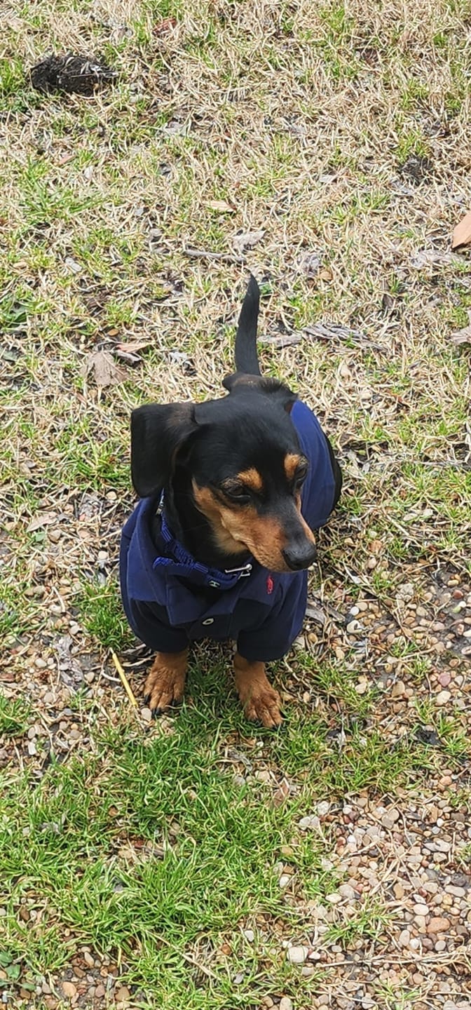 Customer photo review of Polo Ralph Lauren Nylon Dog Collar