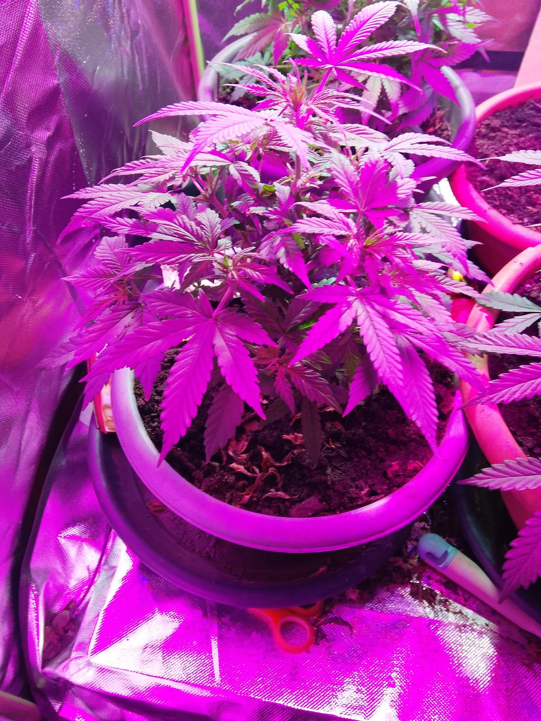 Customer photo review of Cookies Gelato 040 Cannabissamen, Feminisierte Automatic Indica Samen für den Eigenanbau - Cali Genetic