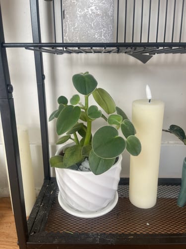 Customer photo review of Peperomia incana