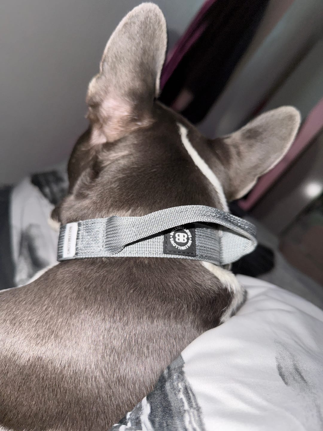 Customer photo review of 2.5cm Combat® Collar | With Handle & Rated Clip - Metal Grey