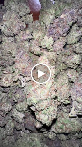 Customer video review of Bulk THCA Flower - 2 For 1 LBS
