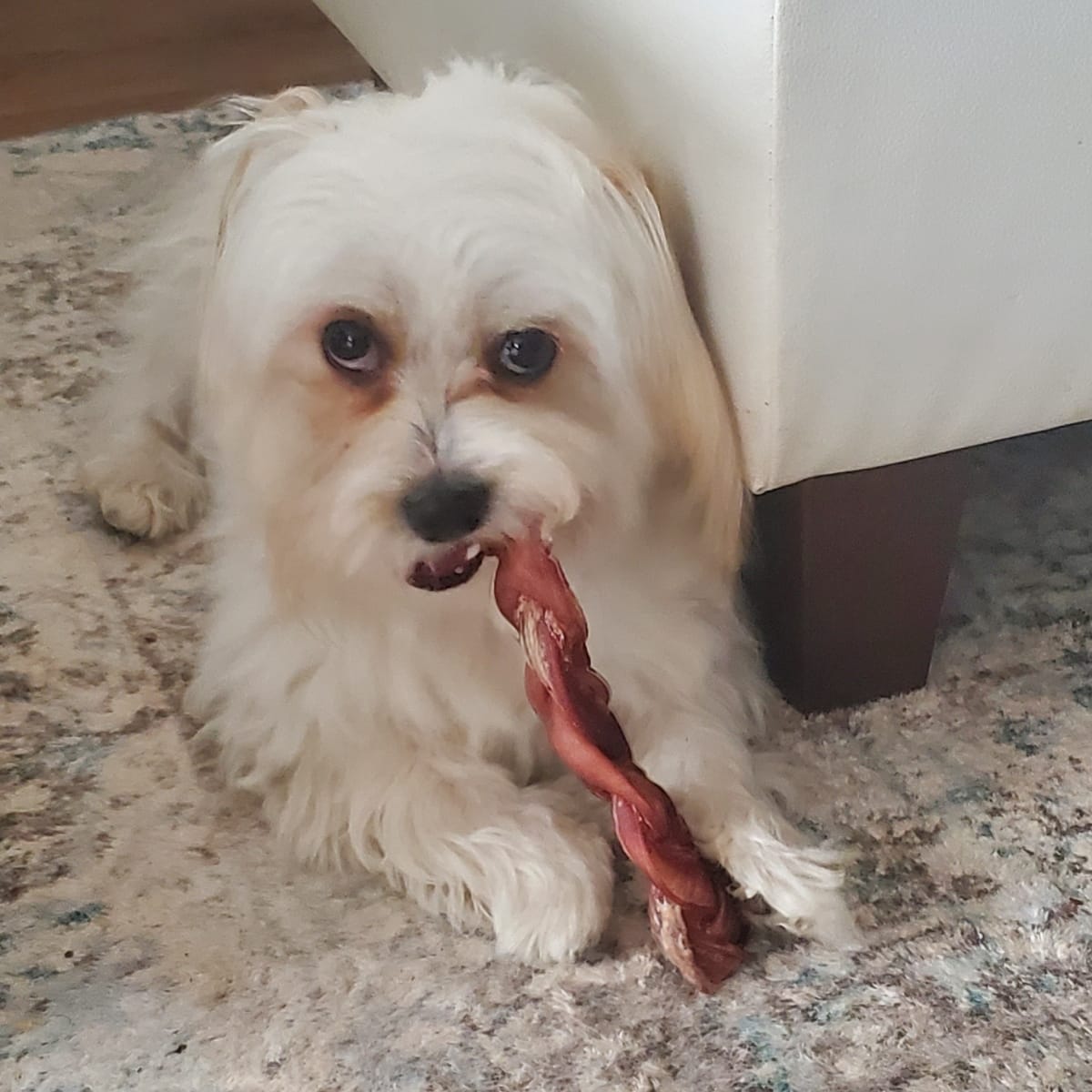 Customer photo review of 6 Inch Monster Braided Bully Stick