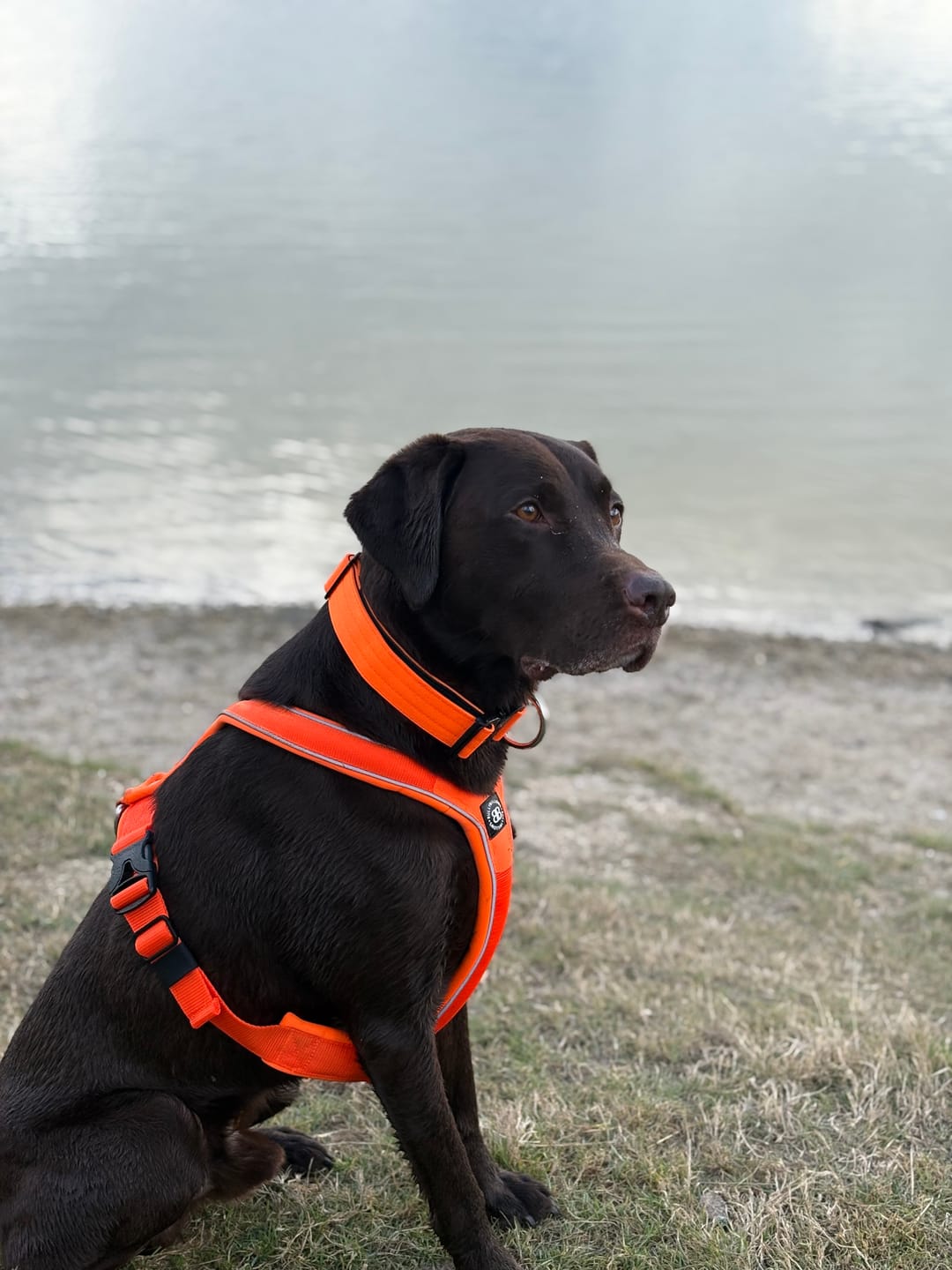 Customer photo review of Slip on Harness | Foam Padded - Orange