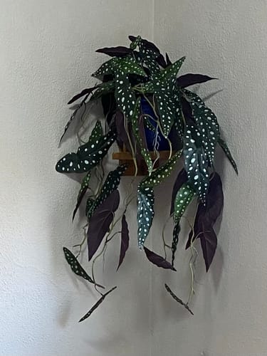 Customer photo review of Begonia Maculata Kunst Hangplant 95cm