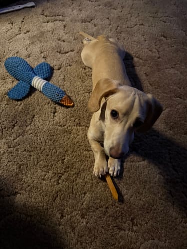 Customer photo review of Mix Flavored Chews ( a Pack of 6 Sticks )