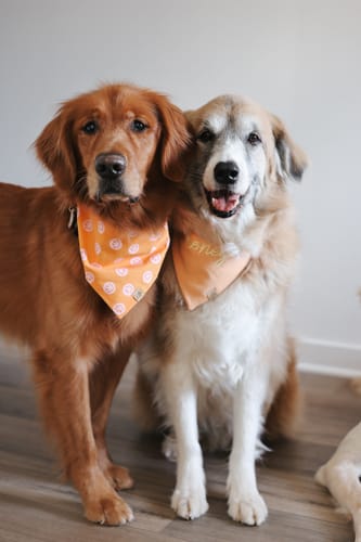 Customer photo review of The Ralph Bandana 3.0