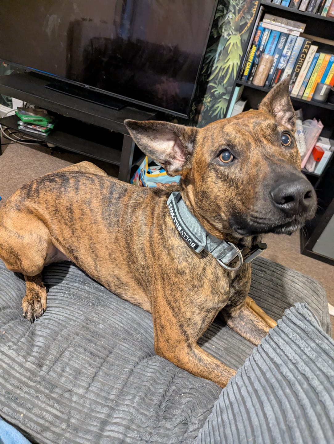 Customer photo review of 5cm Combat® Collar | With Handle & Secure Clip - Metal Grey
