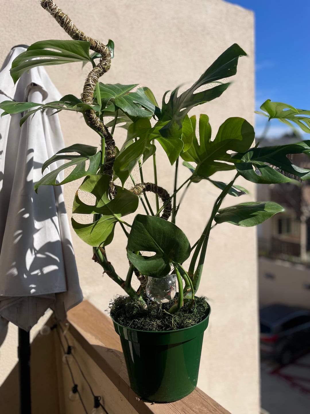 Customer photo review of Floral Pins - Greening Pins - Moss Pole Pins