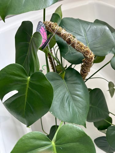 Customer photo of The Bendable Moss Pole™ 𝘛𝘏𝘐𝘕 from Jodie K.