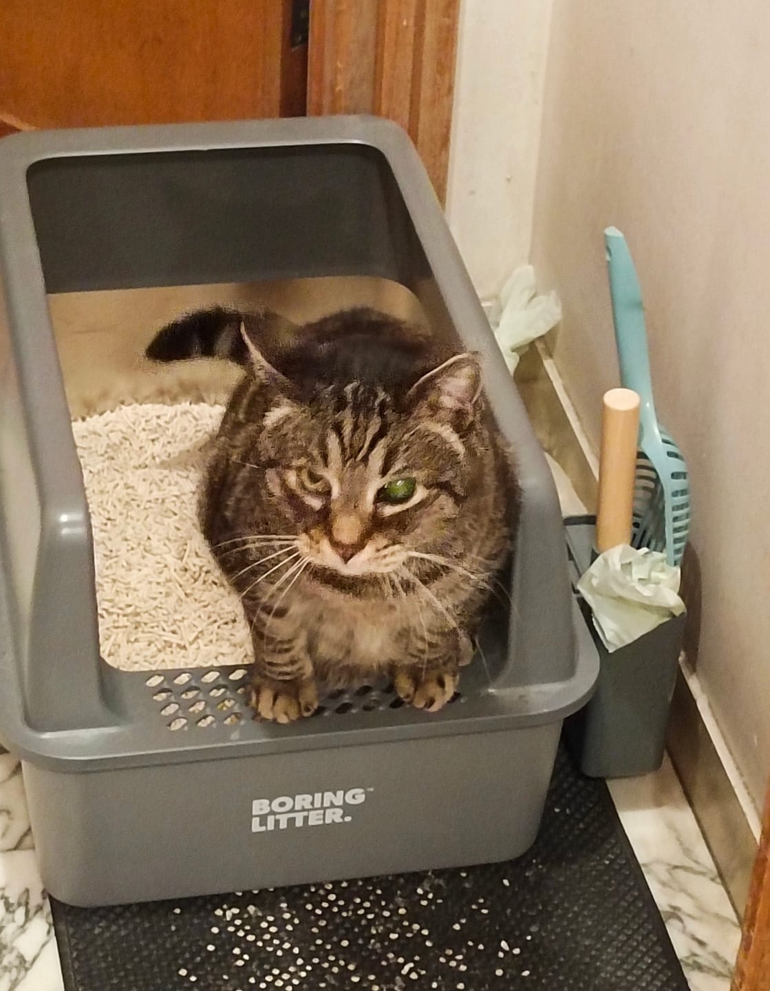 Customer photo review of BORING LITTER - Lettiera in Acciaio INOX