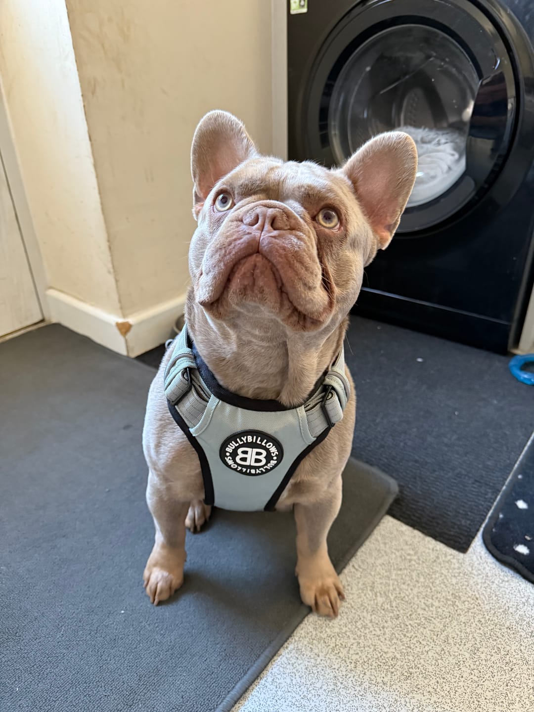 Customer photo review of Comfort Premium Harness | Non Restrictive - Metal Grey