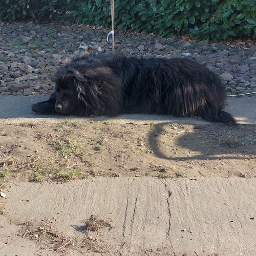 Laura T. review of Tornado Vape 9000 - Blueberry Ice image 1 out of 1