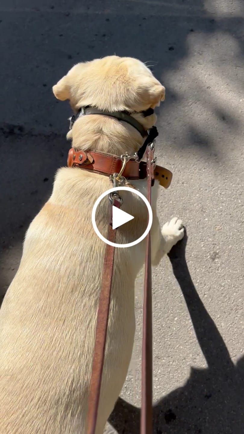 Customer video review of Keepaws™ Leather AirTag Collar