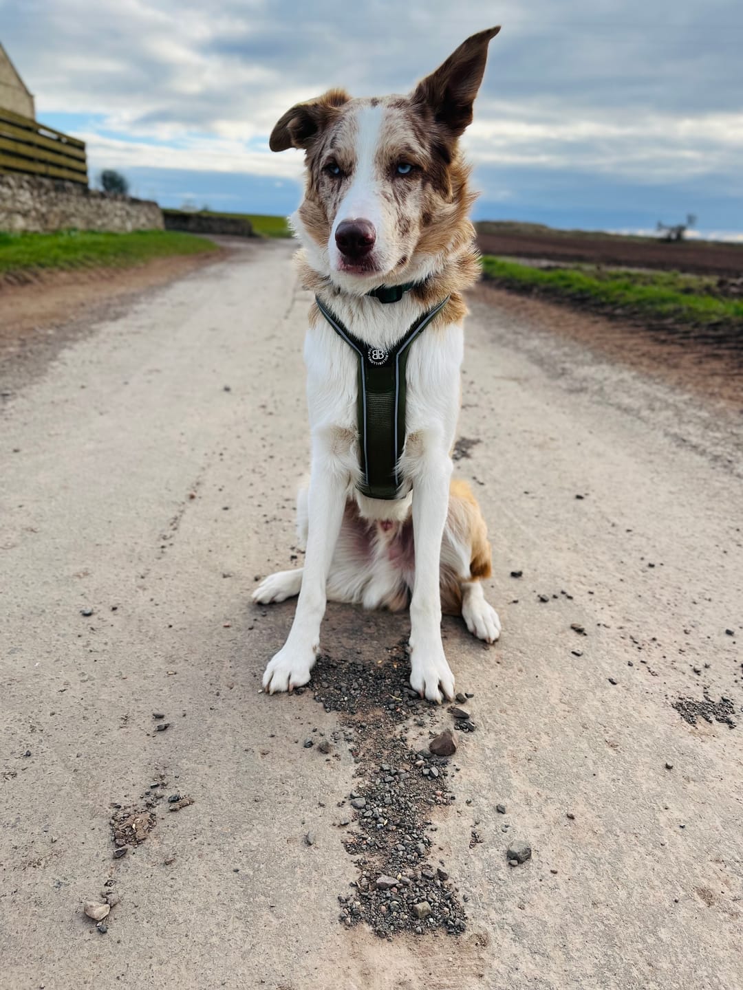 Customer photo review of Slip on Harness | Foam Padded - Khaki