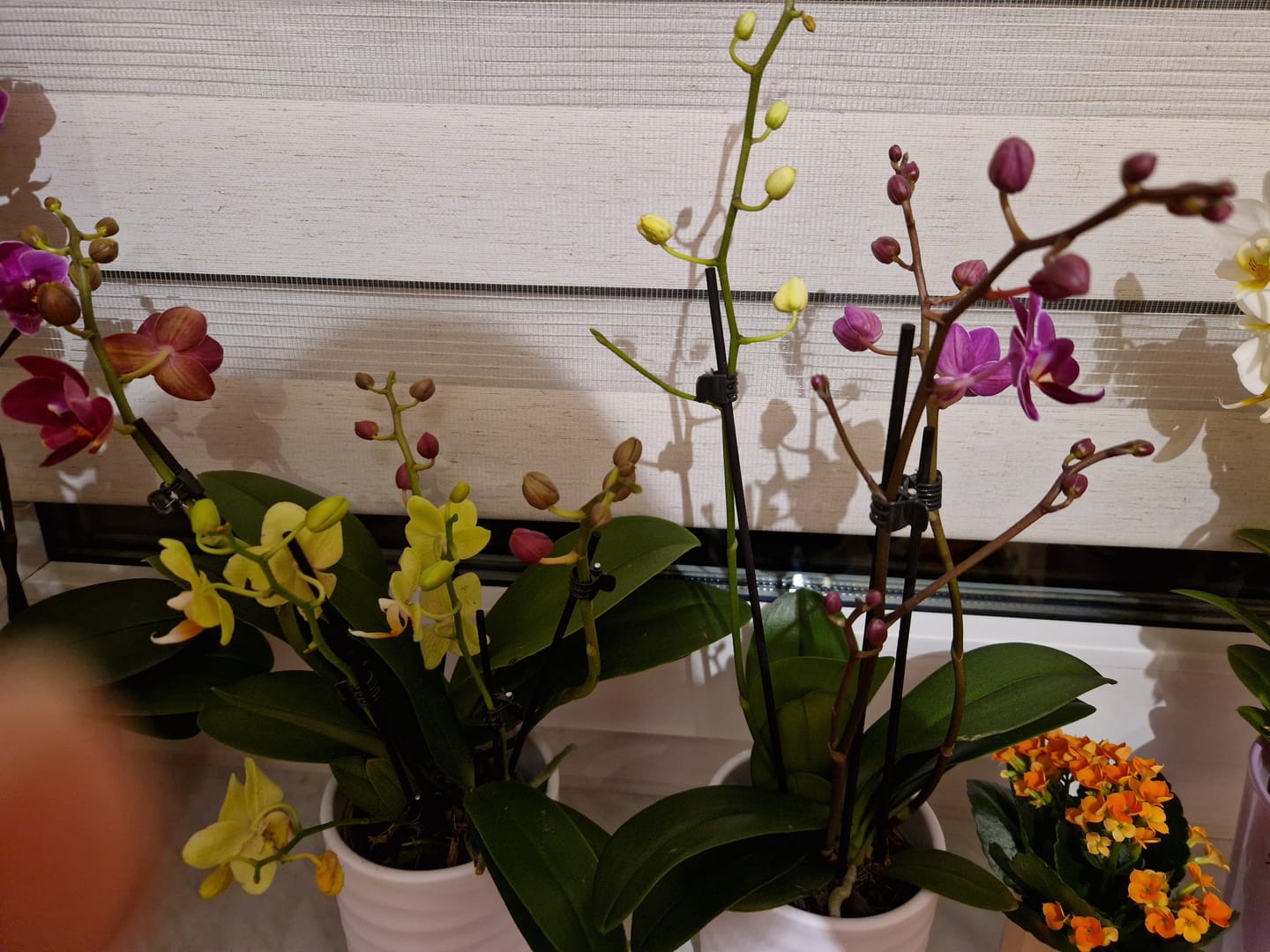 Customer photo review of Cocktail Orchideen im 2er Set mit 3+ Rispen inkl. Keramik