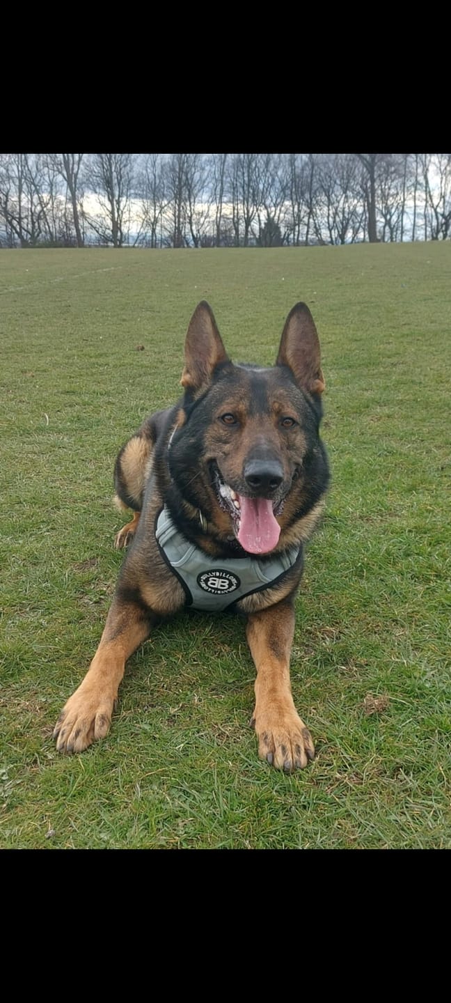 Customer photo review of Comfort Premium Harness | Non Restrictive - Metal Grey