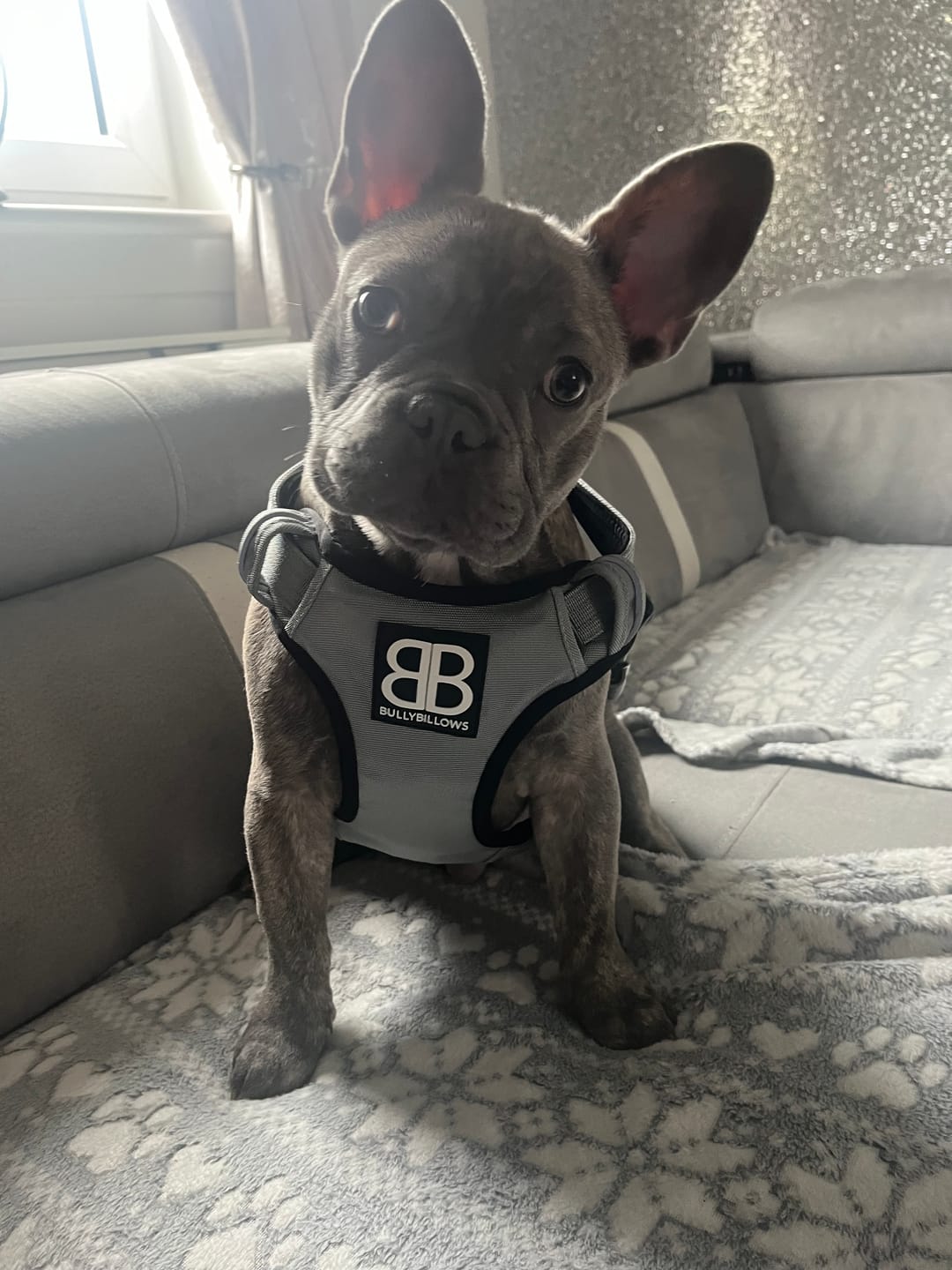 Customer photo review of Comfort Premium Harness | Non Restrictive - Metal Grey