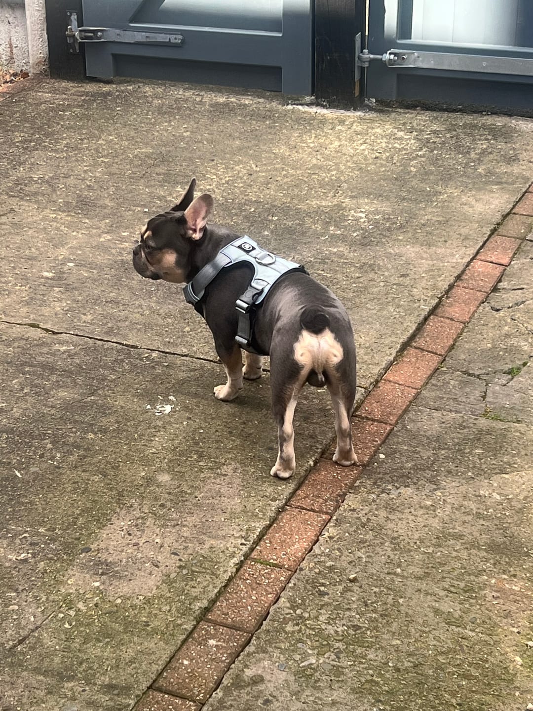 Customer photo review of Comfort Premium Harness | Non Restrictive - Metal Grey