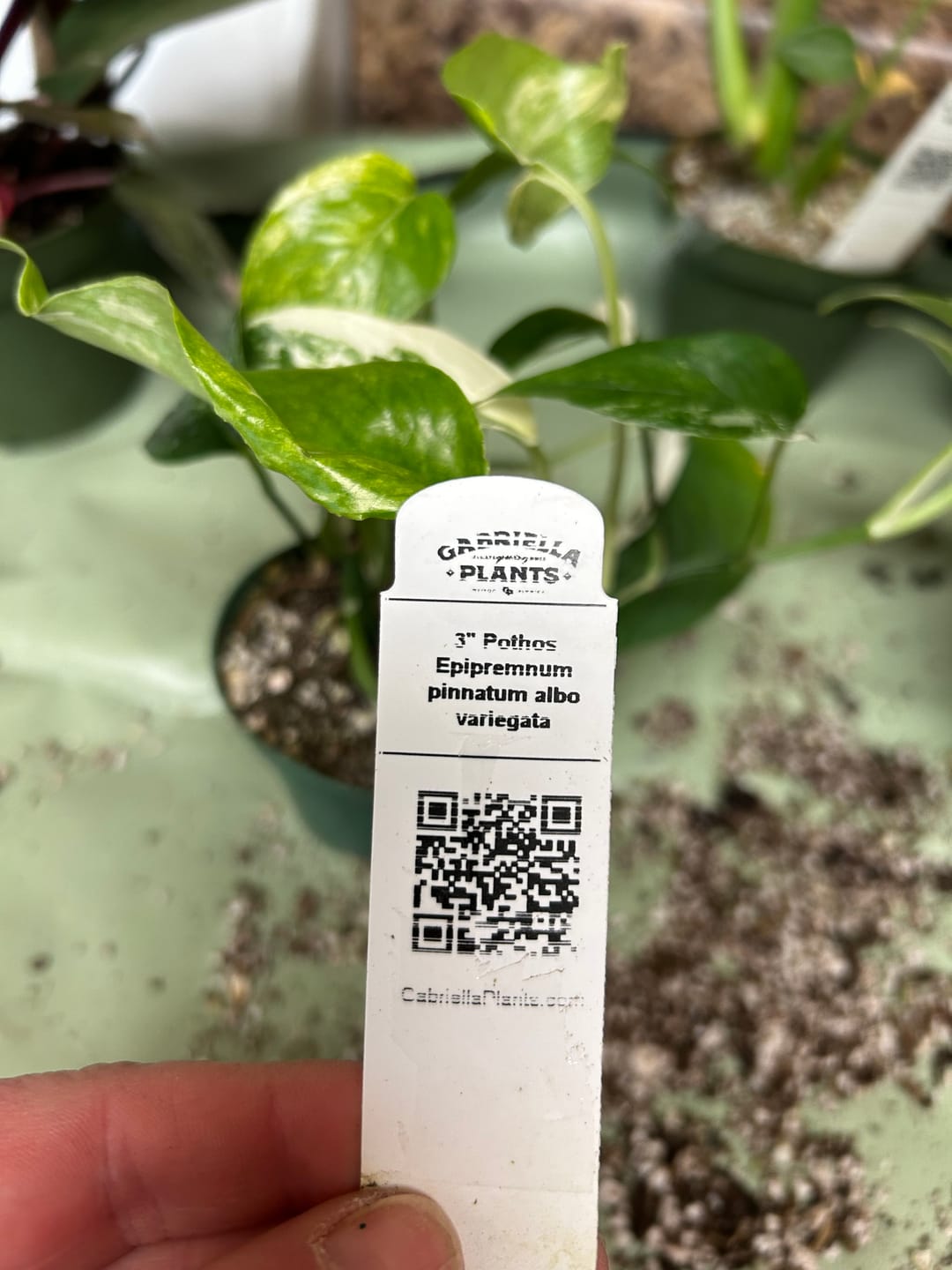 Customer photo review of Monstera siltepecana