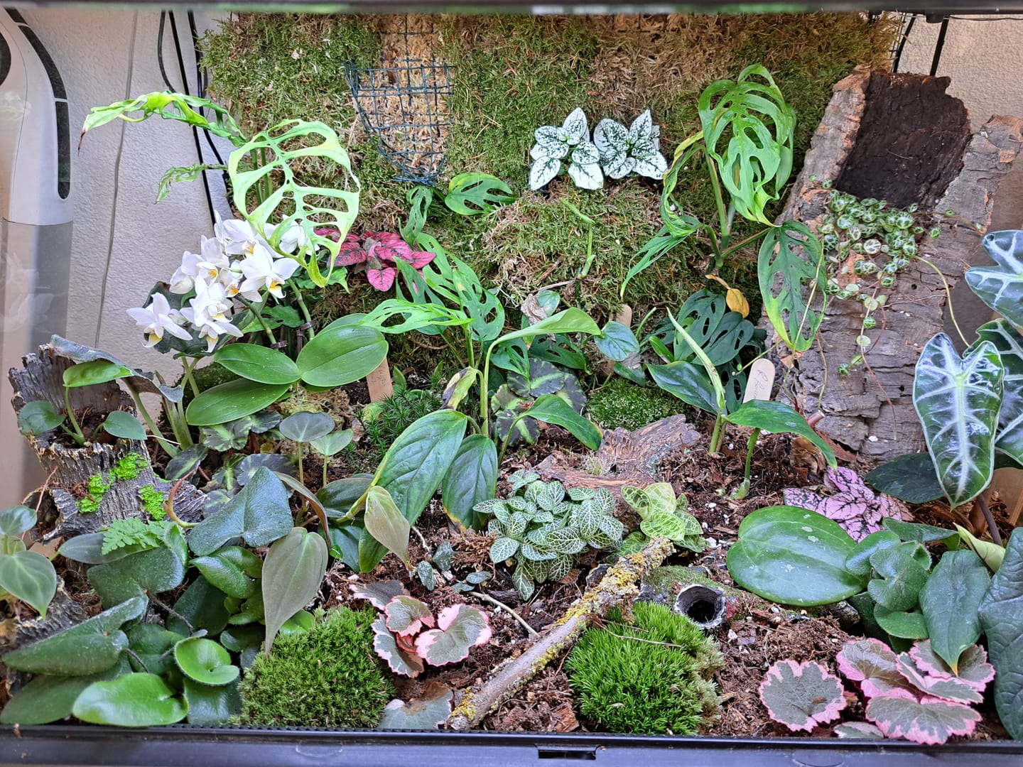 Customer photo review of Terrarium Mix