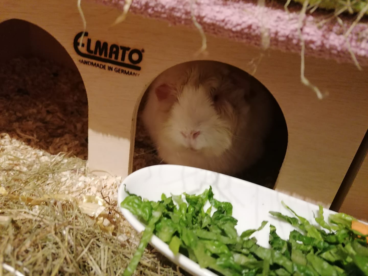 Customer photo review of Elmato Meerschweinchenstation