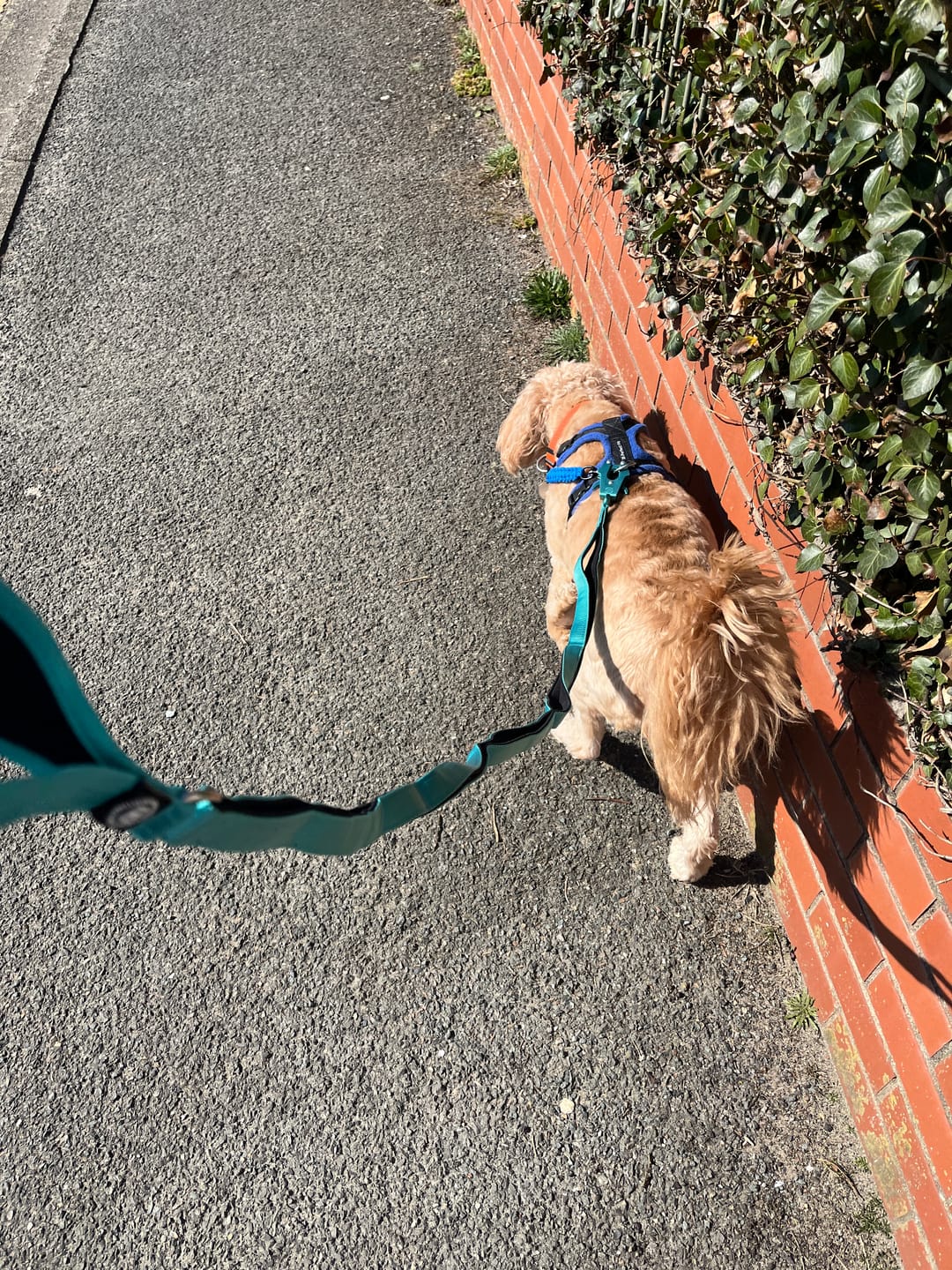 Customer photo review of Ladder Combat® Multiple Handles Lead - Olive Green