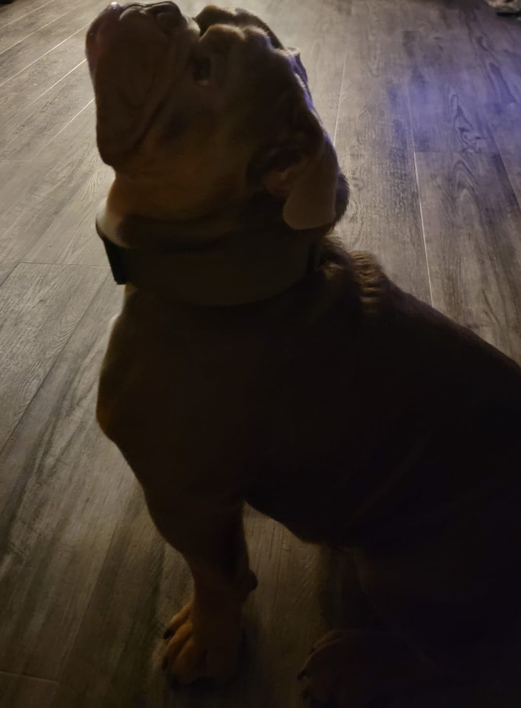 Customer photo review of 5cm Combat® Collar | With Handle & Secure Clip - Khaki