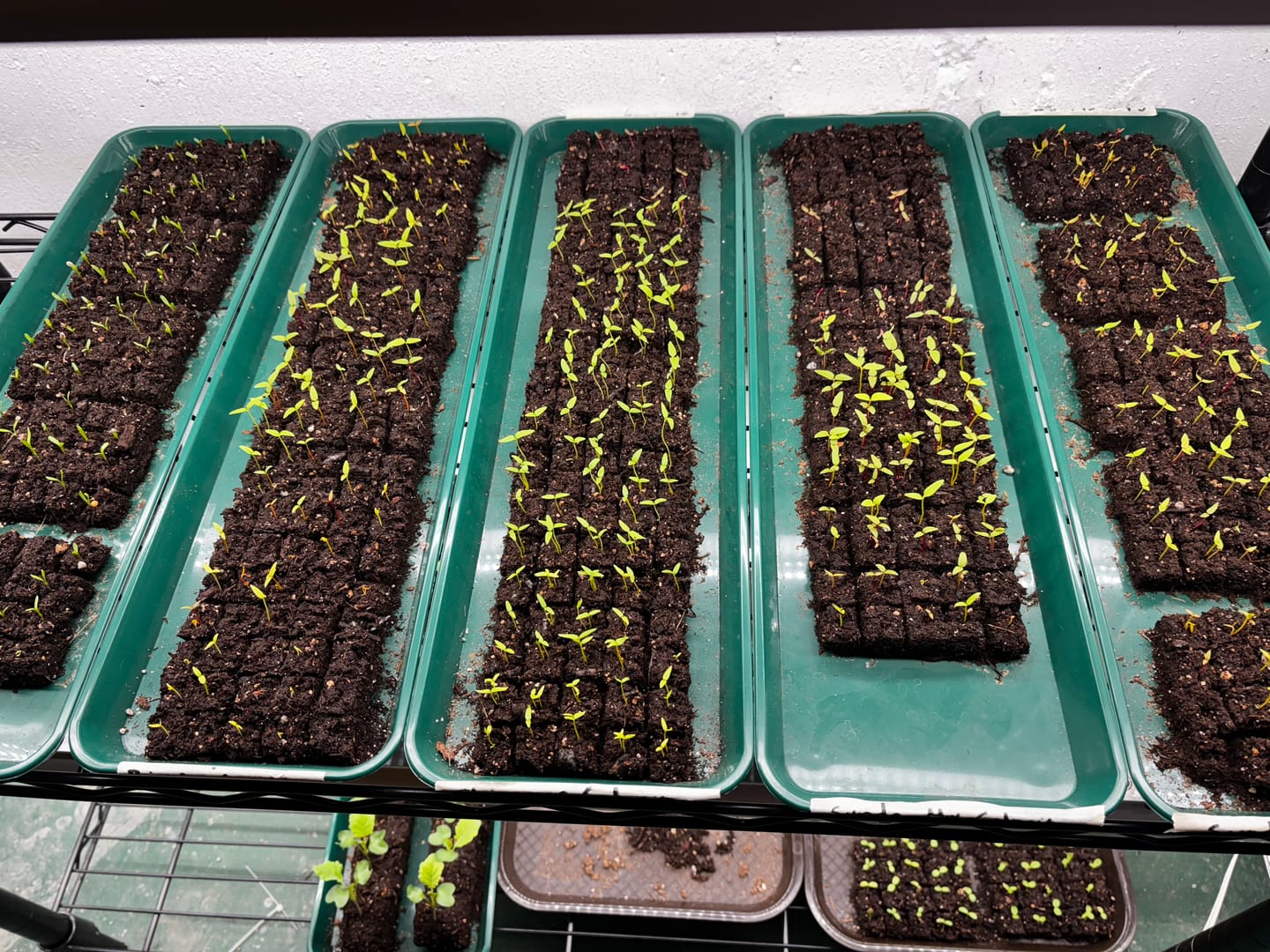Customer photo review of Blocker Trays, Reusable Plastic*