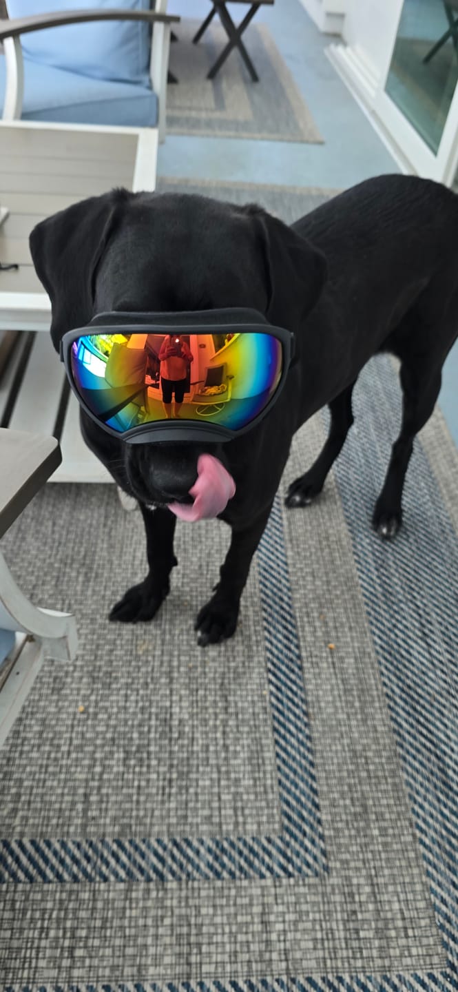 Customer photo review of Adjustable Dog Goggles (Doggles)