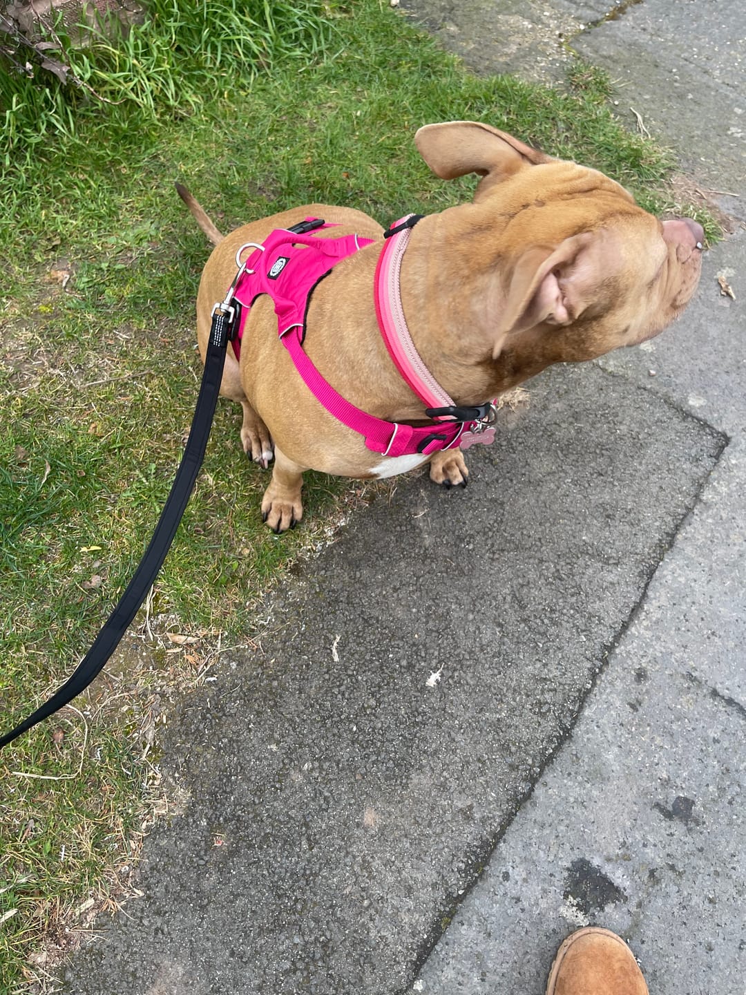 Customer photo review of Air Harness | Anti-Pull & With Handle - Carminerose