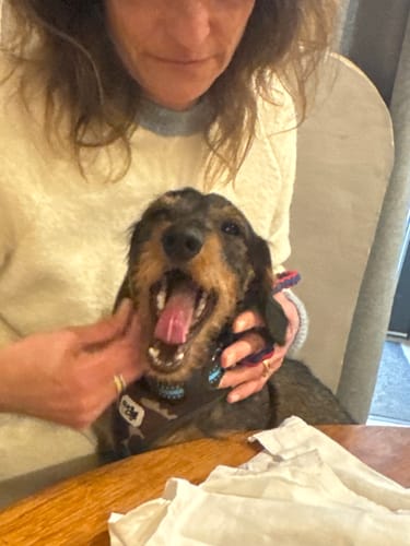 Customer photo review of Collier de Dressage PuppySafe - Sans Choc Électrique