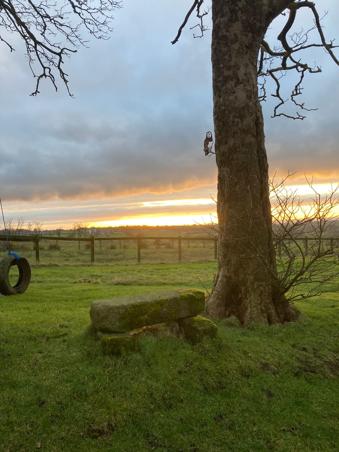Customer photo review of Barn Owl