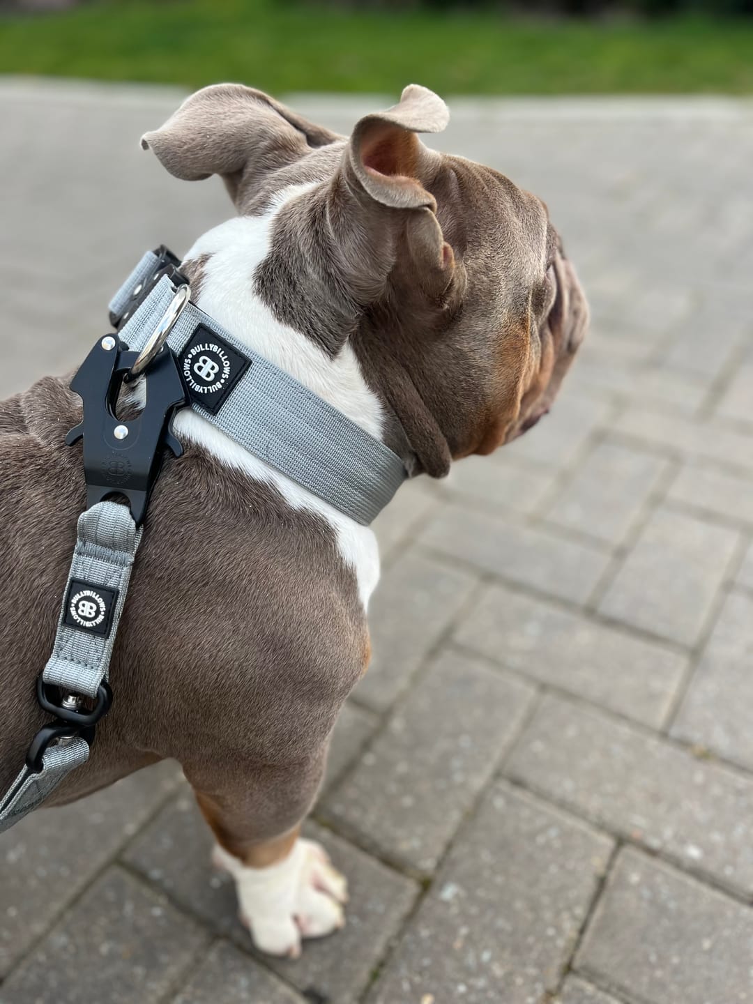 Customer photo review of 1.4m Swivel Combat Lead | Anti-Tangle & Secure Clip - Metal Grey