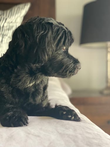 Customer photo review of Bugsy's 328g Variety Pack