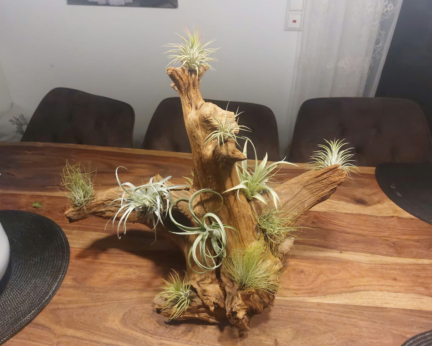 Customer photo review of Tillandsia andreana