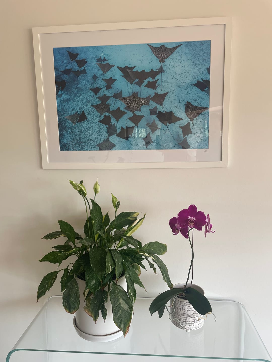 Customer photo review of Spotted Eagle Ray Fever