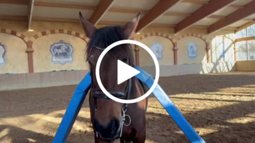 Customer video review of Strotonin Horse Support