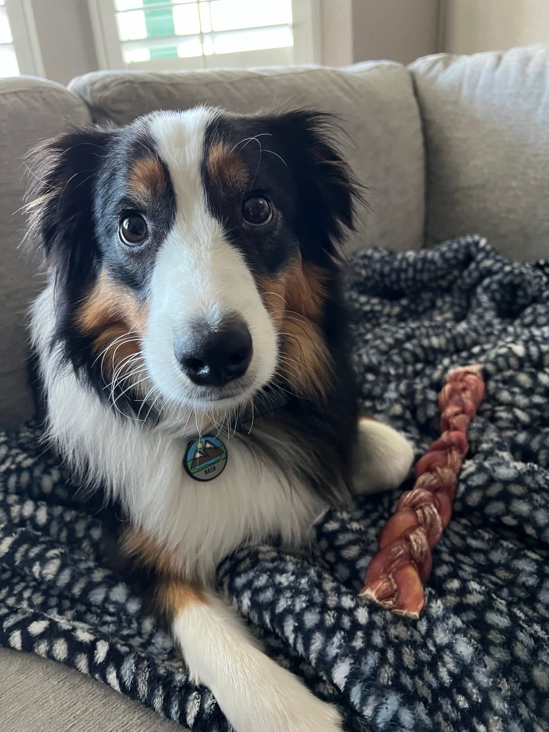 Customer photo review of 12 Inch Thick Braided Bully Stick