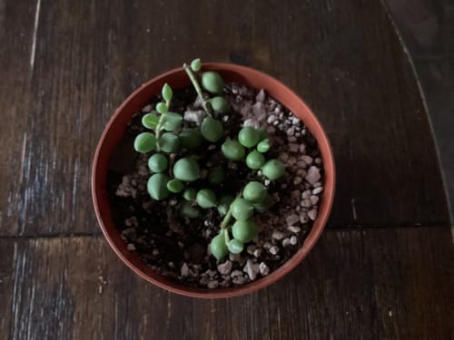 Customer photo review of Senecio citriformis | String of Tears