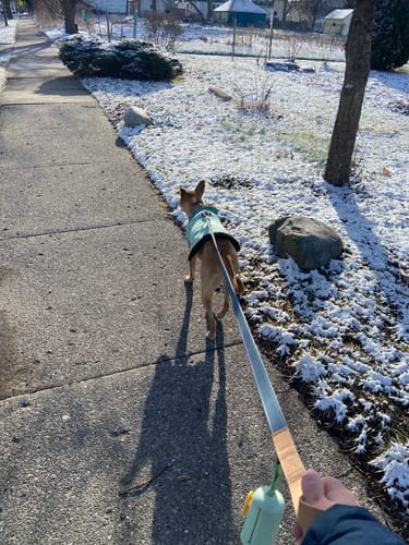 Customer photo review of Great Lakes Blue Leash - Recycled Ripstop